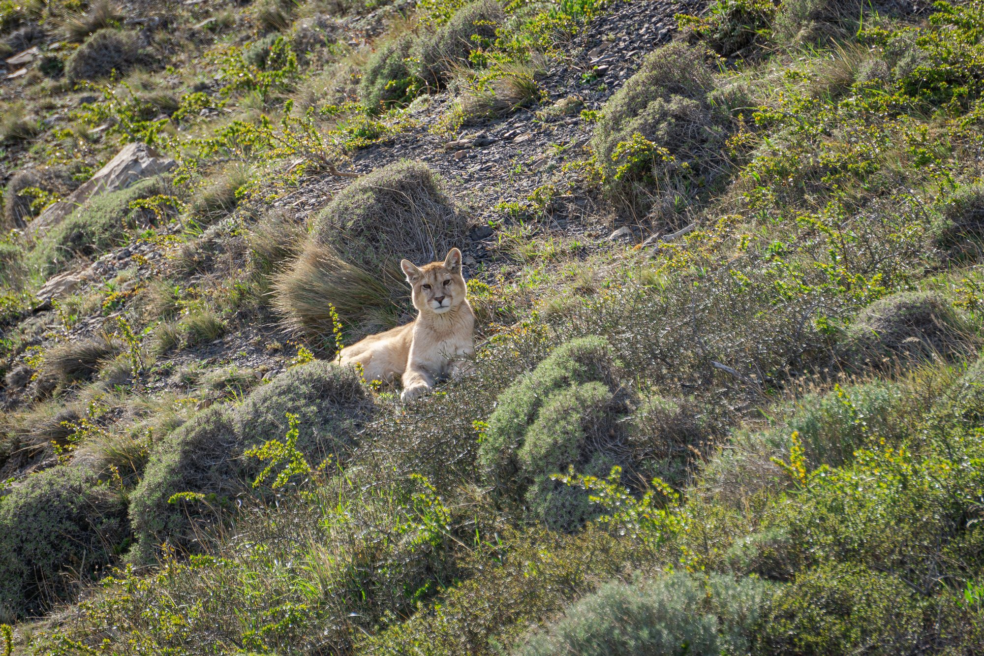 A puma resting on a rocky outcrop in the Patagonian steppe