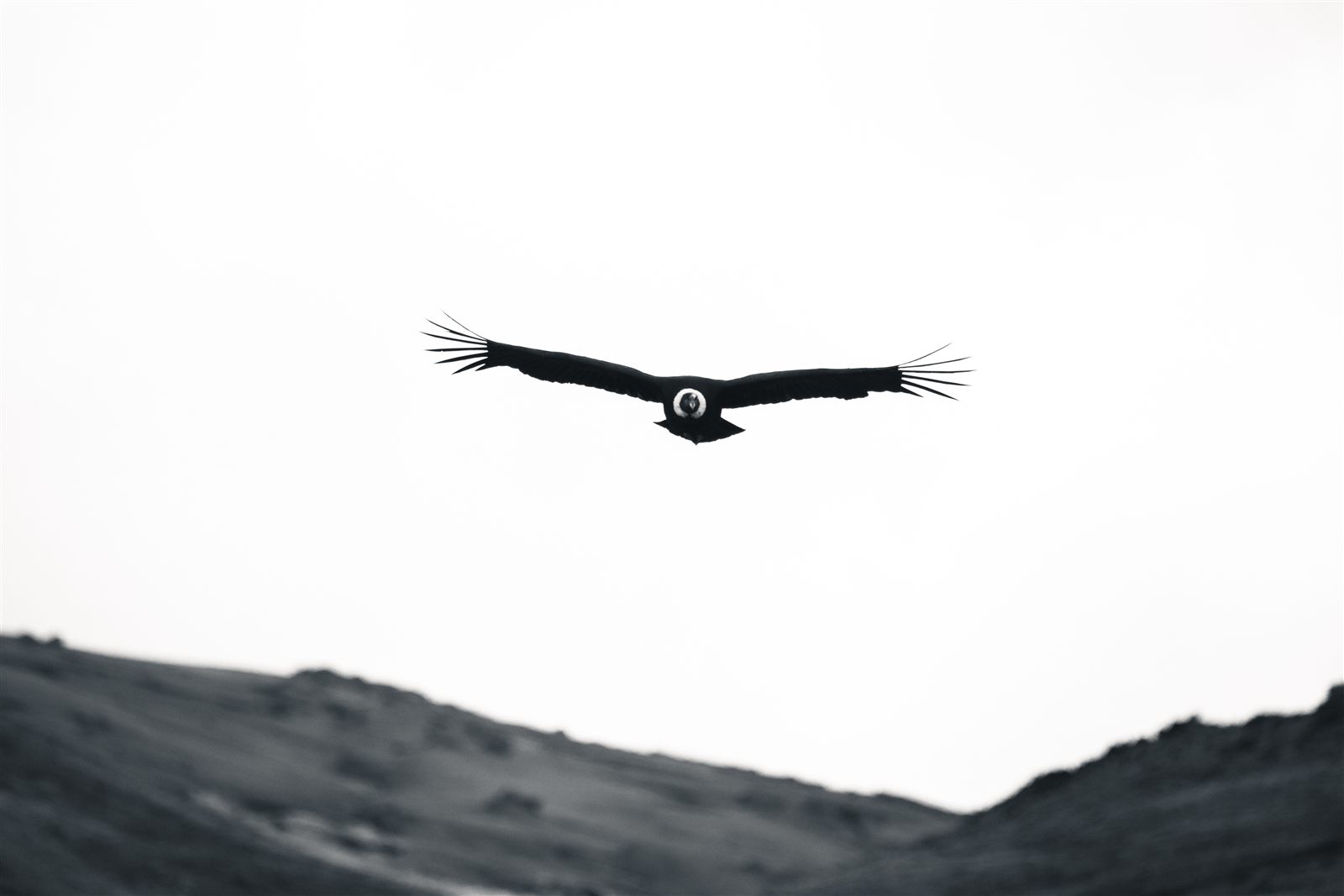 An Andean condor in flight over the Patagonian steppe