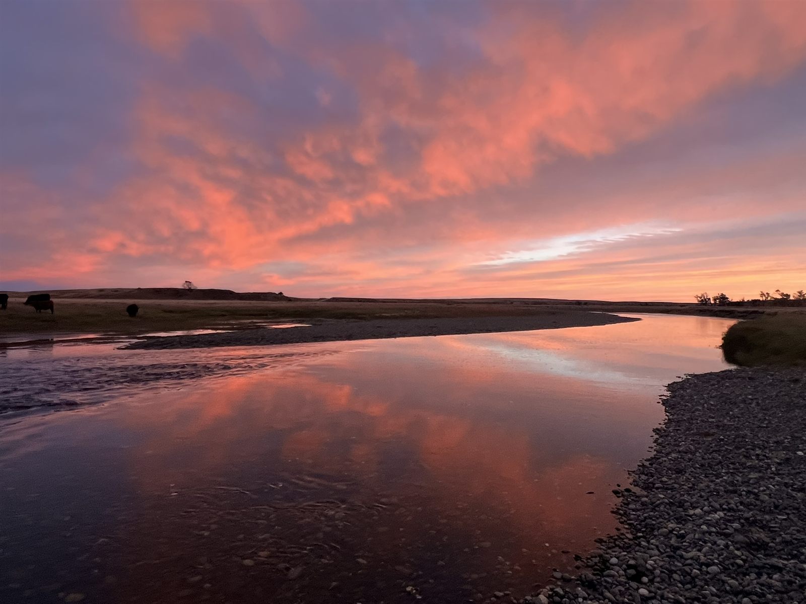 Cattle grazing beside a river under a brilliant pink Patagonian sunset