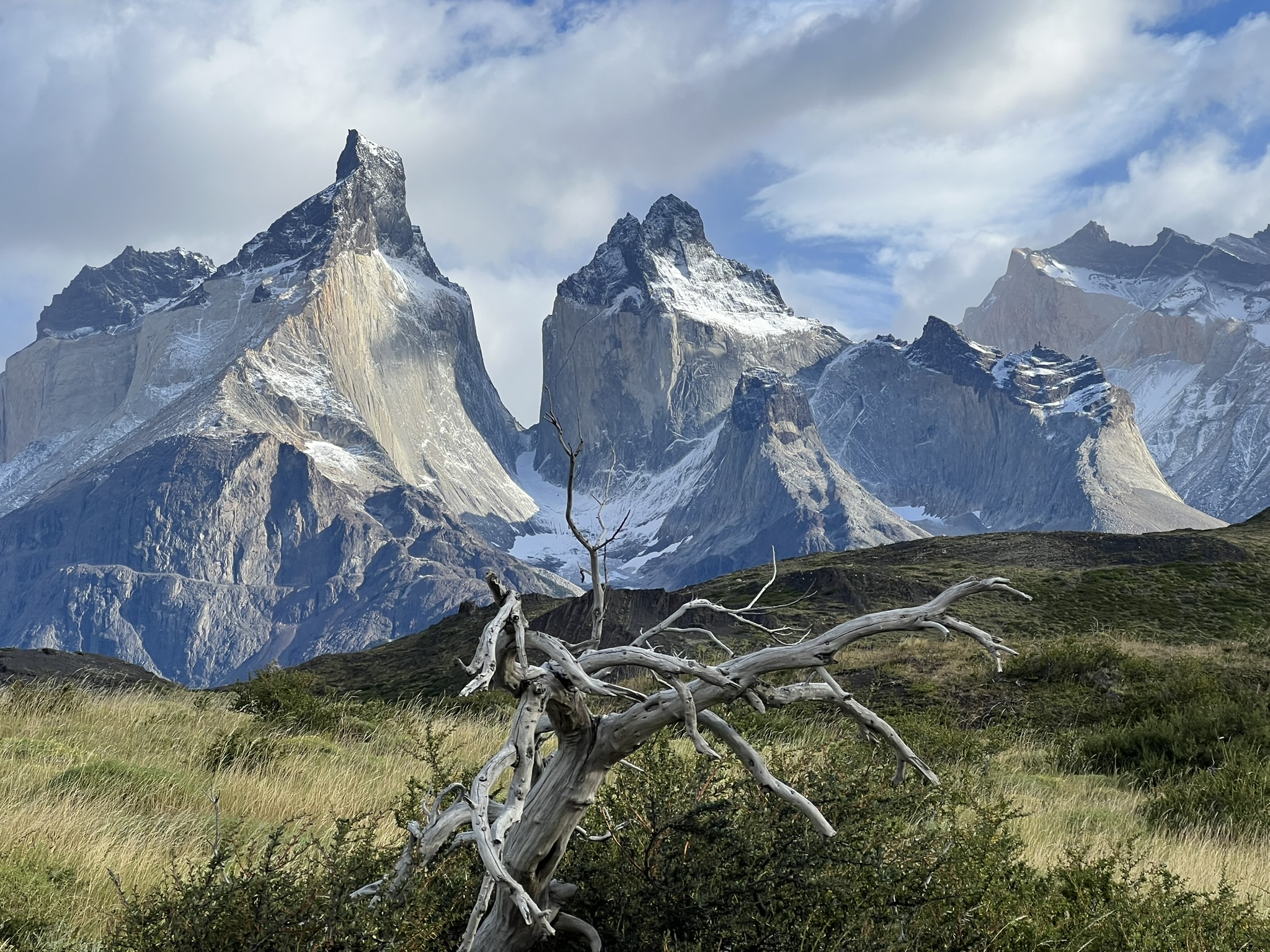 The Cuernos del Paine granite peaks rising above a wind-bent tree, Torres del Paine National Park